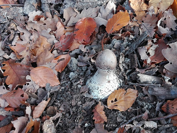 bedľa Macrolepiota sp.