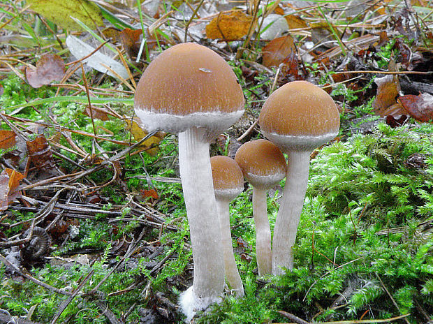 drobuľka vodomilná Psathyrella piluliformis (Bull.) P.D. Orton