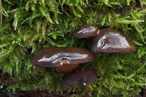 pňovka neskorá Sarcomyxa serotina (Pers.) P. Karst.