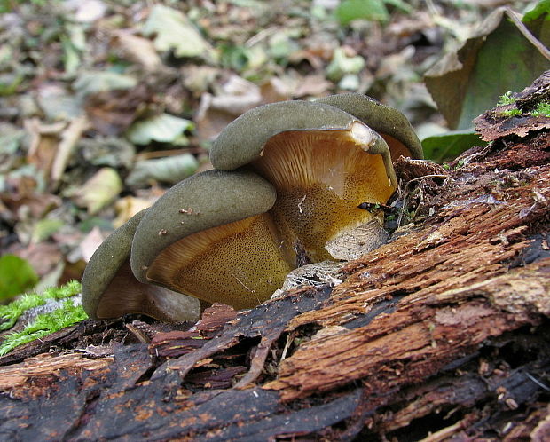 pňovka neskorá Sarcomyxa serotina (Pers.) P. Karst.