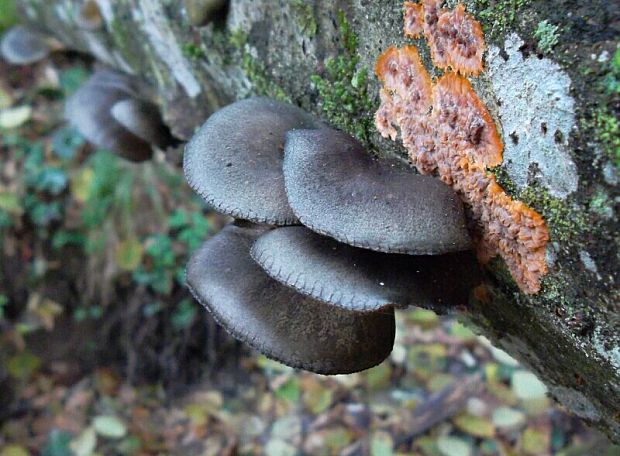 pňovka neskorá Sarcomyxa serotina (Pers.) P. Karst.