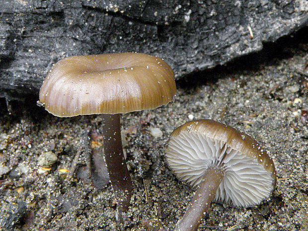 sivolupeňovka  Tephrocybe  sp.