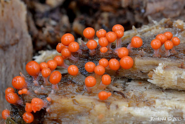 vlasnačka Trichia sp.