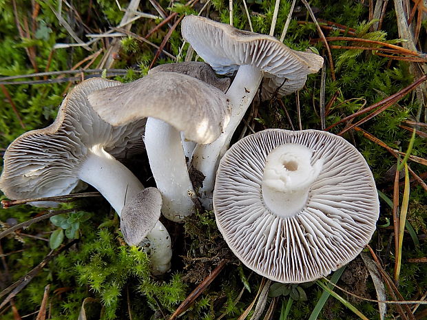 čírovka zemná Tricholoma terreum (Schaeff.) P. Kumm.