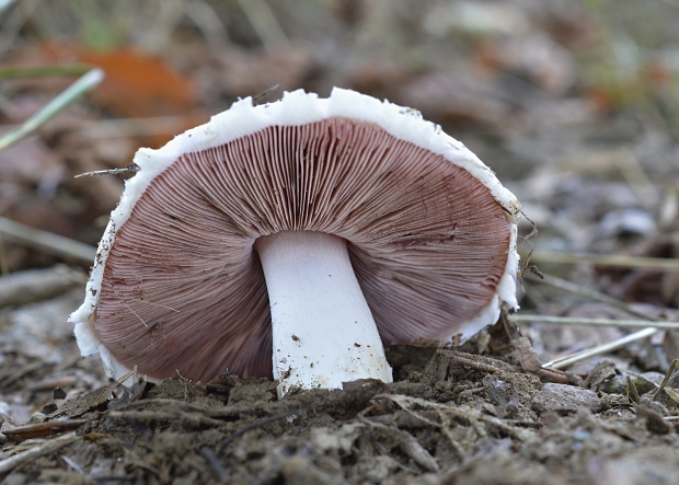 pečiarka Agaricus sp.