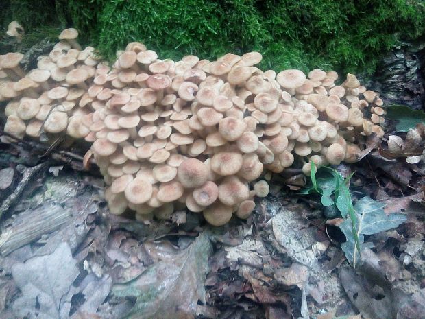 podpňovka bezprsteňová Armillaria socialis (DC.) Fayod