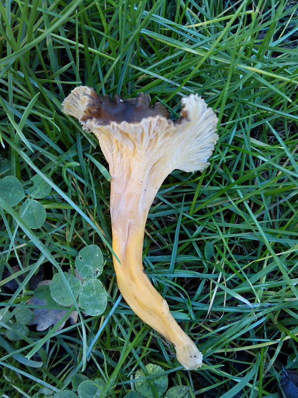 kuriatko žltohnedé Cantharellus lutescens Fr.