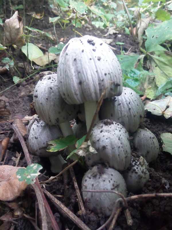 hnojník atramentový Coprinopsis atramentaria (Bull.) Redhead, Vilgalys & Moncalvo