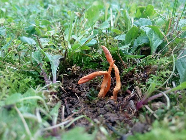 žezlovka hmyzová Cordyceps militaris (Fr.) Link