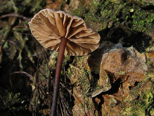 tanečnica čiernohlúbiková Gymnopus androsaceus (L.) Della Maggiora & Trassinelli