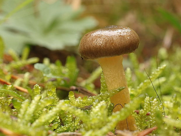 šťavnačka mrazová Hygrophorus hypothejus (Fr.) Fr.