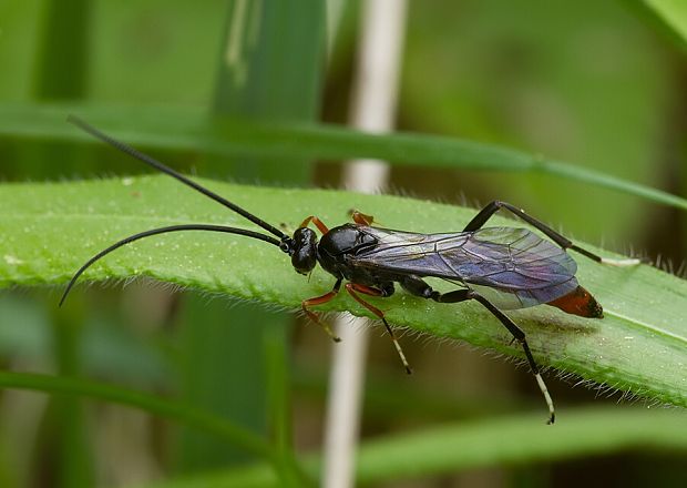 lumok Ichneumoninae sp.