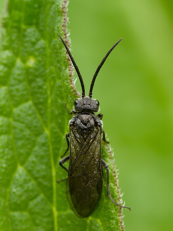 piliarka kokoríková Phymatocera aterrima