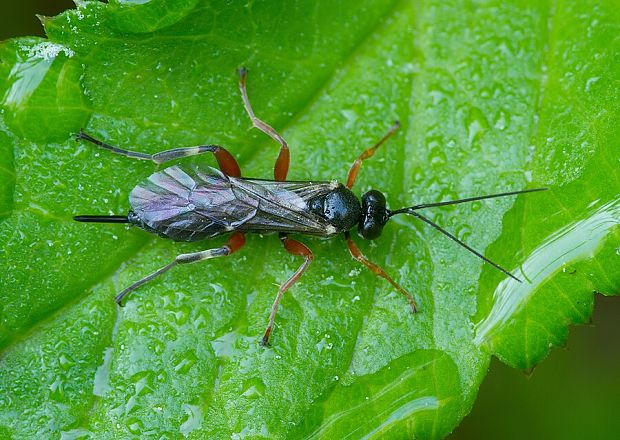 lumok Pimpla turionellae