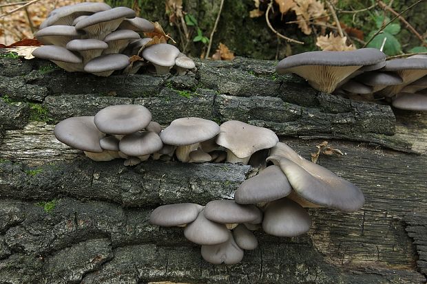 hliva ustricovitá Pleurotus ostreatus (Jacq.) P. Kumm.