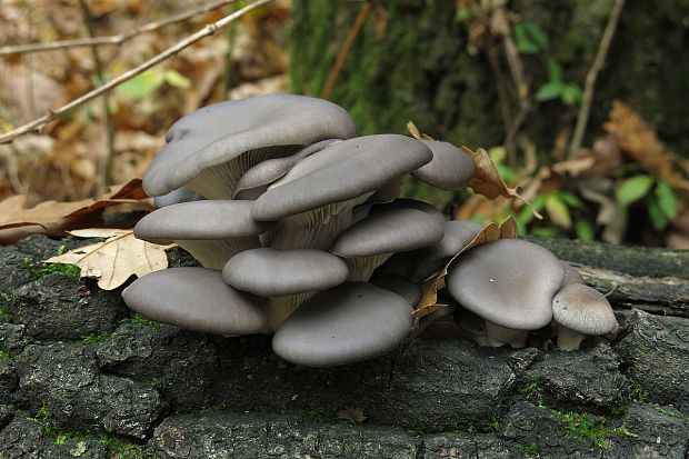 hliva ustricovitá Pleurotus ostreatus (Jacq.) P. Kumm.