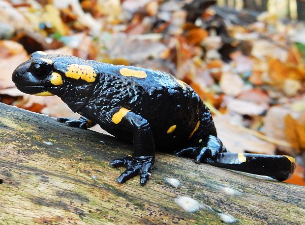 salamandra škvrnitá Salamandra salamandra