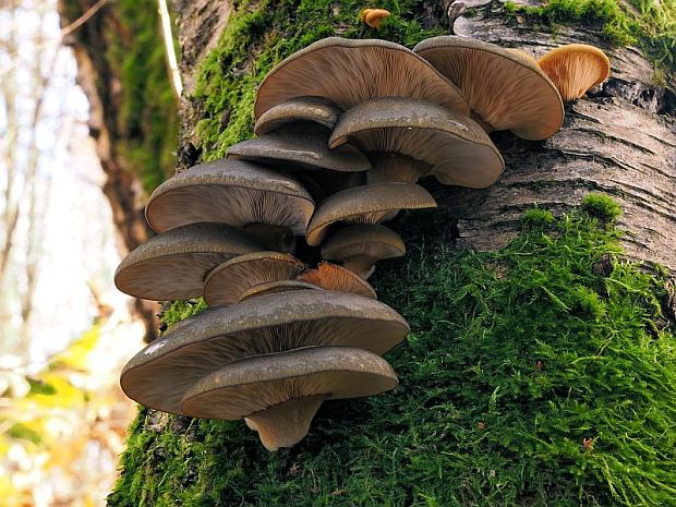 pňovka neskorá Sarcomyxa serotina (Pers.) P. Karst.