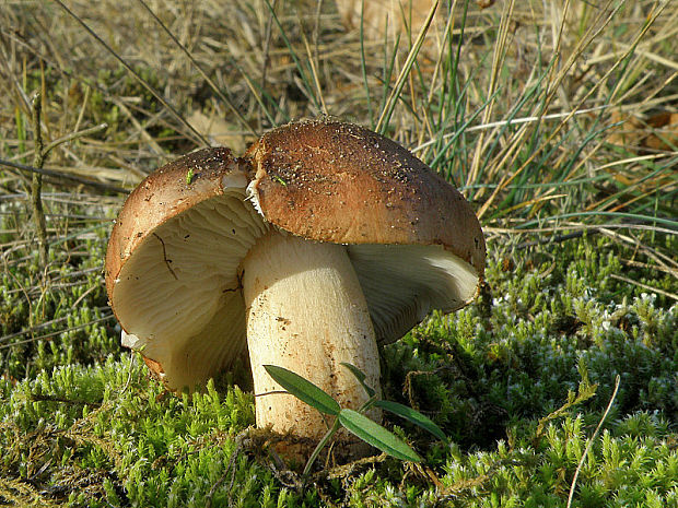 čírovka Tricholoma sp.