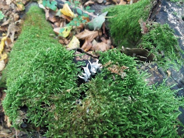 drevnatec parohatý Xylaria hypoxylon (L.) Grev.