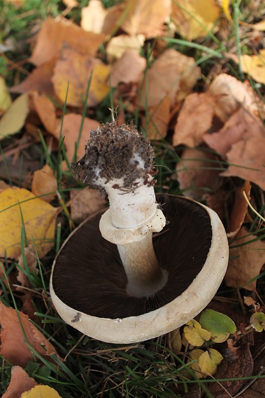 pečiarka Agaricus sp.