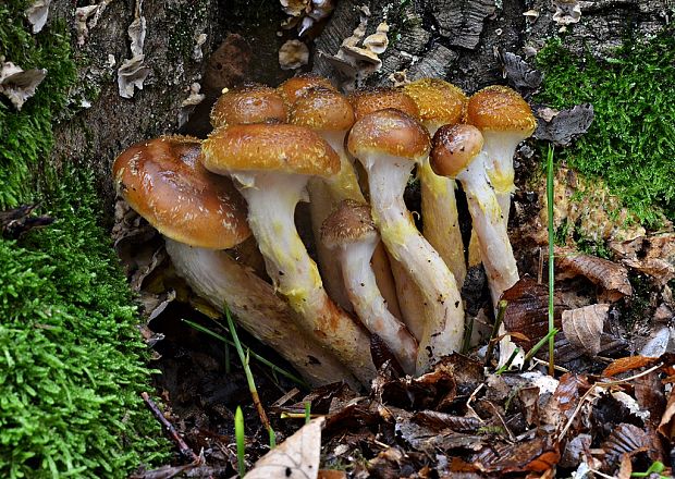 podpňovka žltá Armillaria gallica Marxm. & Romagn.