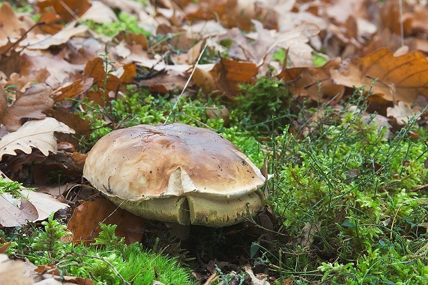 hríb smrekový Boletus edulis Bull.