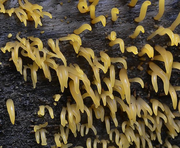 parôžkovec malý Calocera cornea (Fr.) Loud.