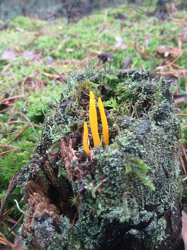 parôžkovec lepkavý Calocera viscosa (Pers.) Fr.