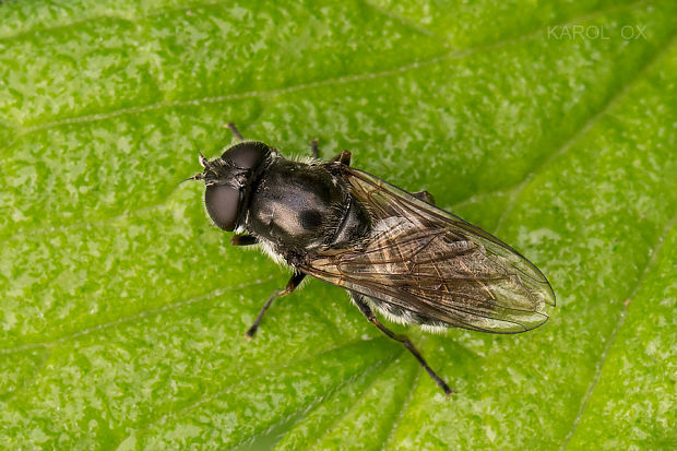 pestrica Cheilosia vulpina ♀