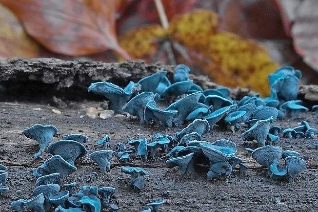 zelenica Chlorociboria sp.