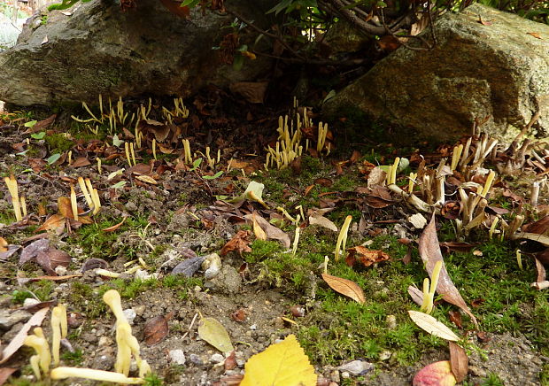 kyjačik Clavaria argillacea Pers.