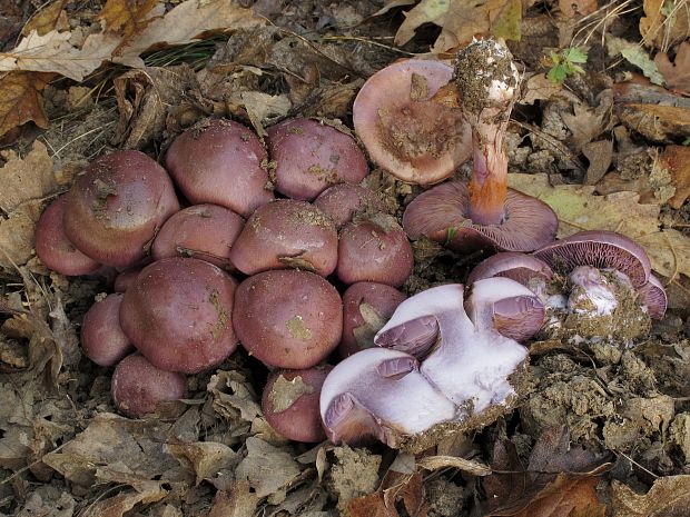 pavučinovec Cortinarius sp.