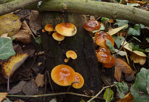 plamienka Flammulina sp.