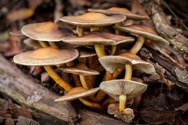 strapcovka zväzkovitá Hypholoma fasciculare (Huds.) P. Kumm.