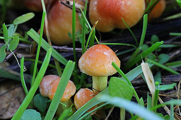 strapcovka tehlovočervená Hypholoma lateritium (Schaeff.) P. Kumm.