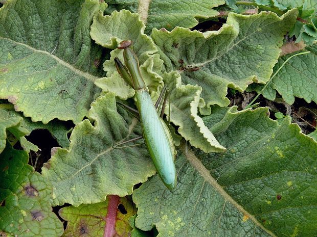 modlivka zelená (sk) / kudlanka nábožná (cz) Mantis religiosa Linnaeus, 1758