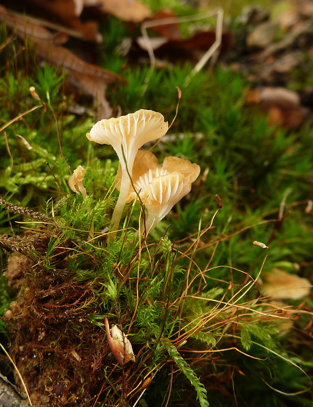 kalichovka Omphalina sp.