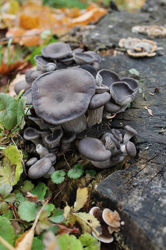 hliva ustricovitá Pleurotus ostreatus (Jacq.) P. Kumm.