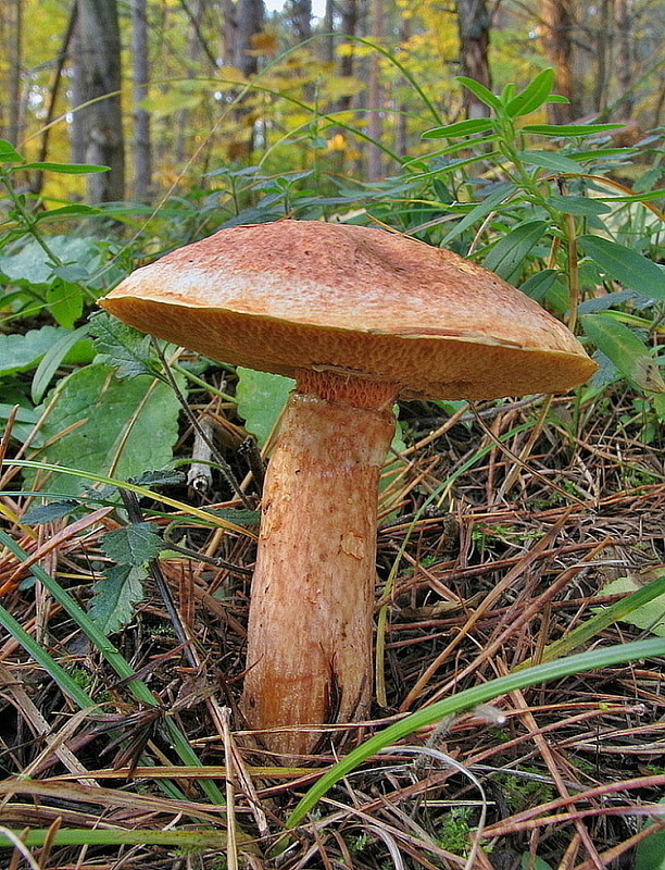 masliak tridentský Suillus tridentinus (Bres.) Singer