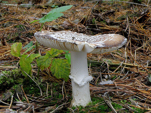 muchotrávka tigrovaná Amanita pantherina (DC.) Krombh.