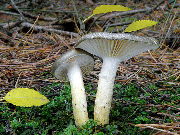 šťavnačka mrazová Hygrophorus hypothejus (Fr.) Fr.