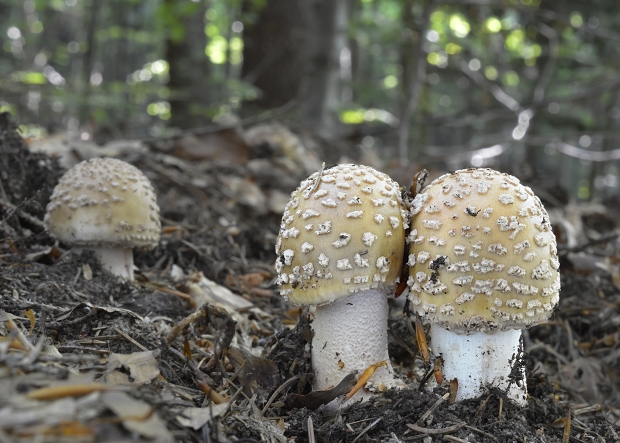 muchotrávka červenkastá Amanita rubescens Pers.