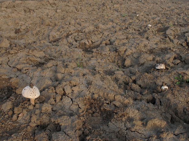 muchotrávka Vittadiniho Amanita vittadinii (Moretti) Vittad.