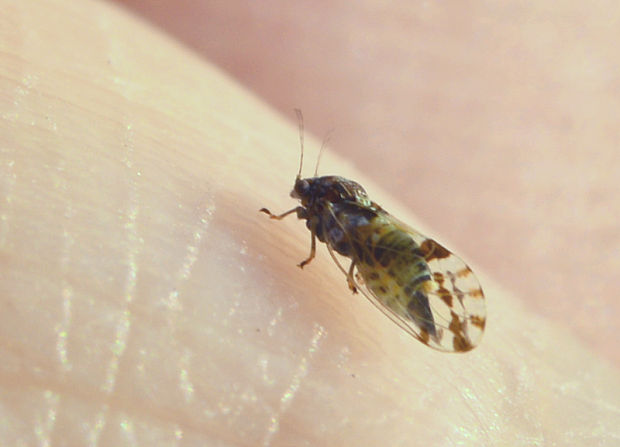 méra Cacopsylla pulchella