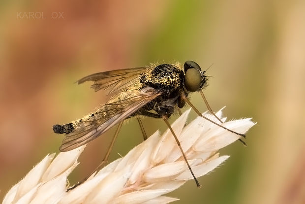 strehúň Chrysopilus helvolus ♂