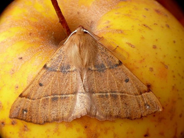 listnatka neskorá (sk) / zejkovec pozdní (cz) Colotois pennaria Linnaeus, 1761