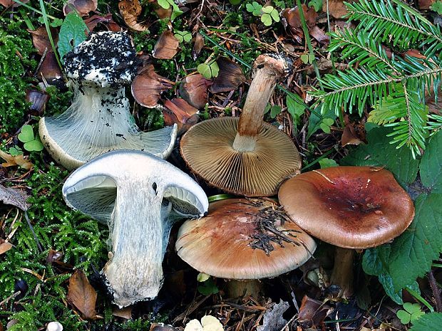 pavučinovec mosadzný Cortinarius orichalceus (Batsch) Fr.