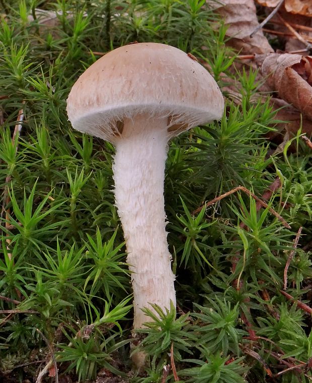 šupinovka hlinovookrová Pholiota lenta (Pers.) Singer