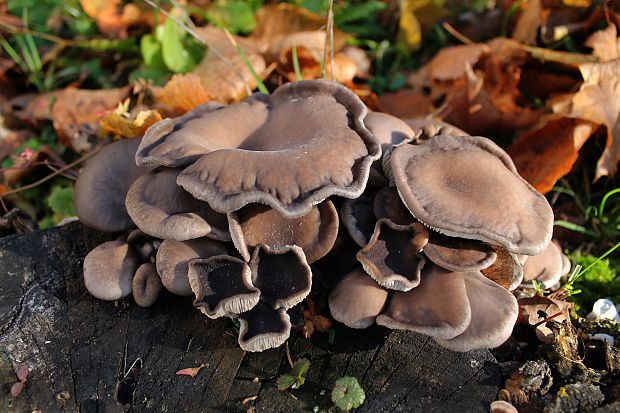 hliva ustricovitá Pleurotus ostreatus (Jacq.) P. Kumm.